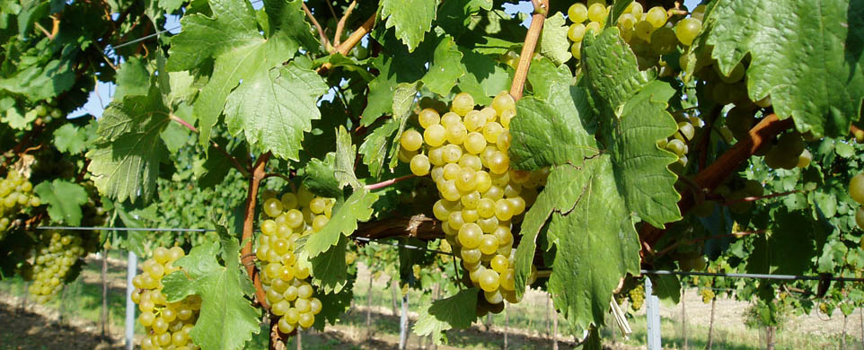 Wein